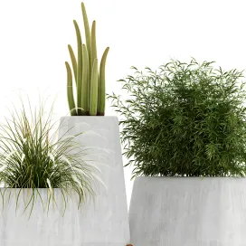 Plants collection indigenus terra